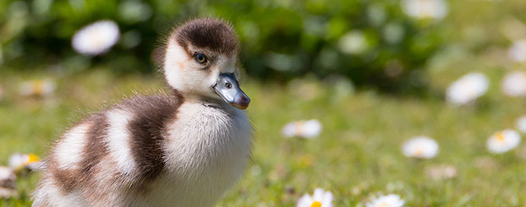 photo-canard