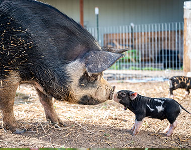 photo-cochon-vietnamien