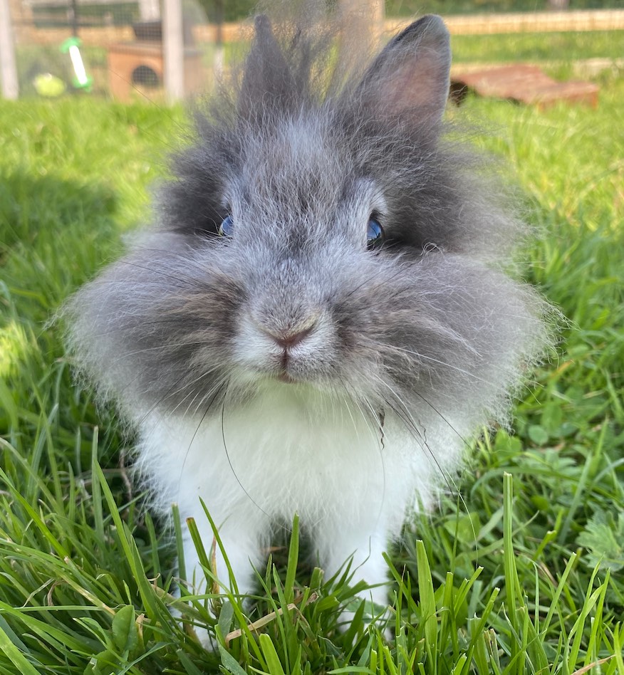 lapin