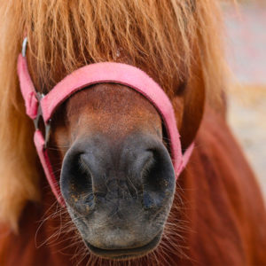 photo-poney