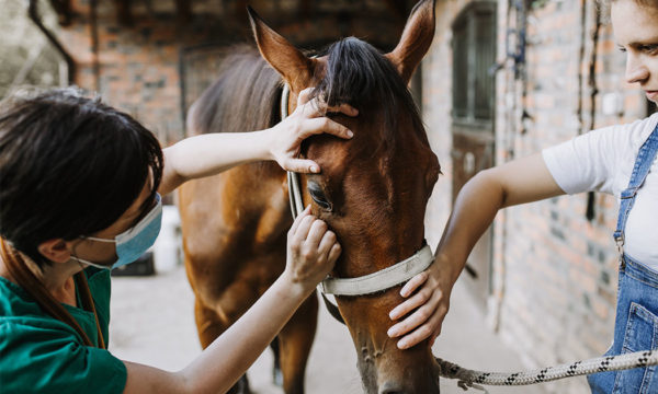 veterinaire-soigne-cheval