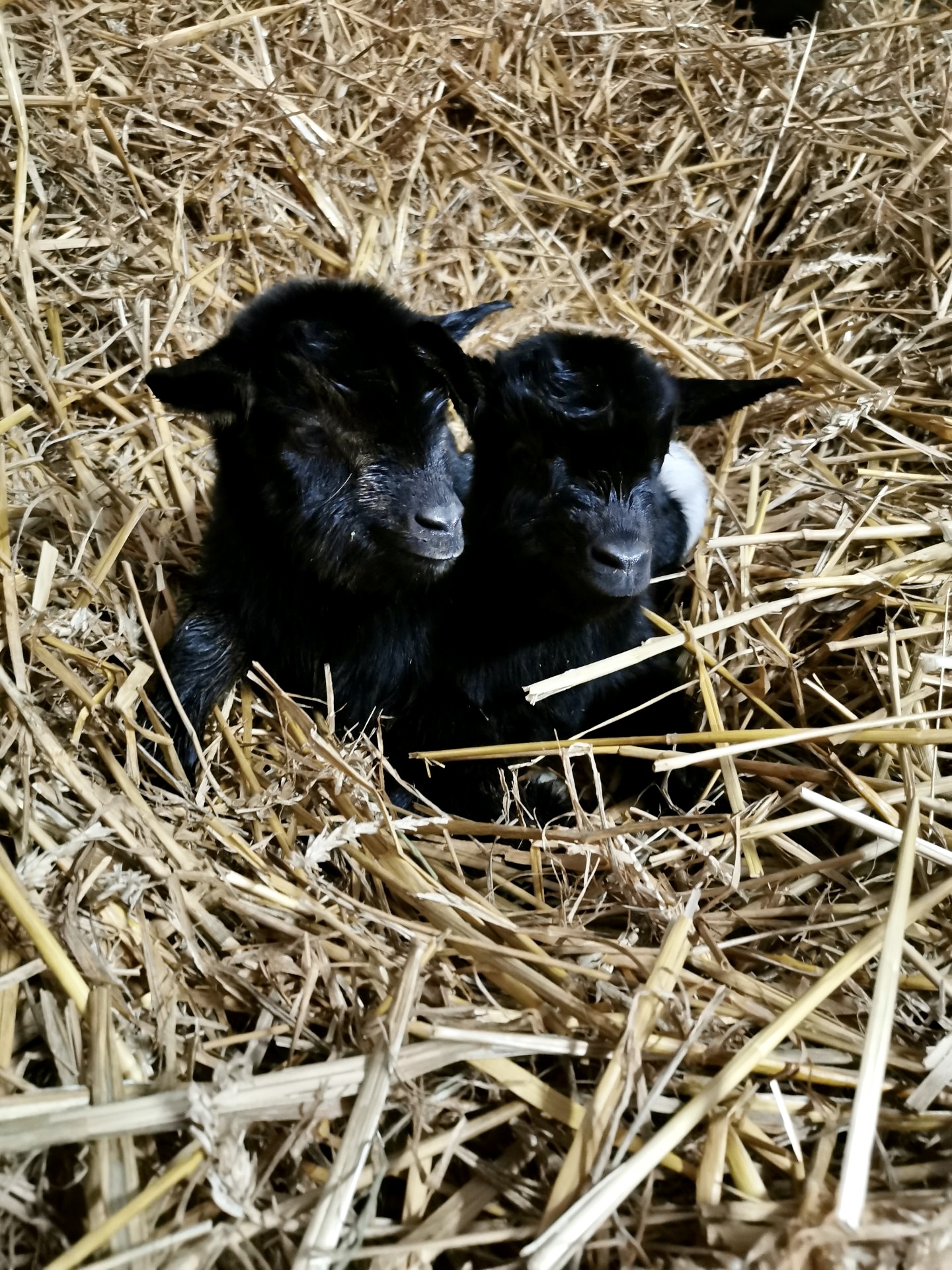 Chevres naines