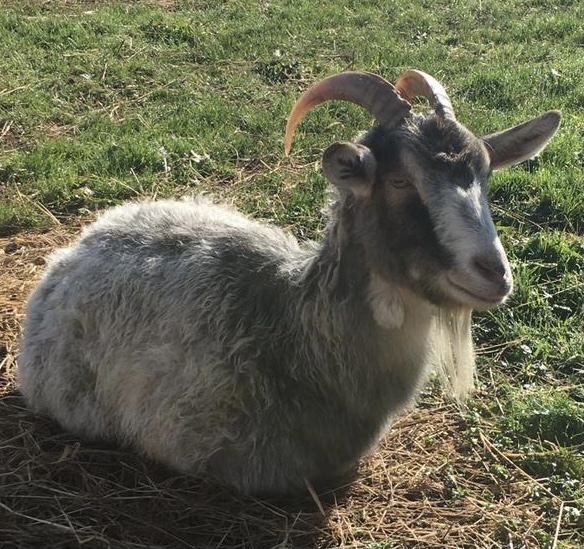 Le Domaine de Capucine ferme pédagogique normandie Caen deauville cabourg calvados chèvre