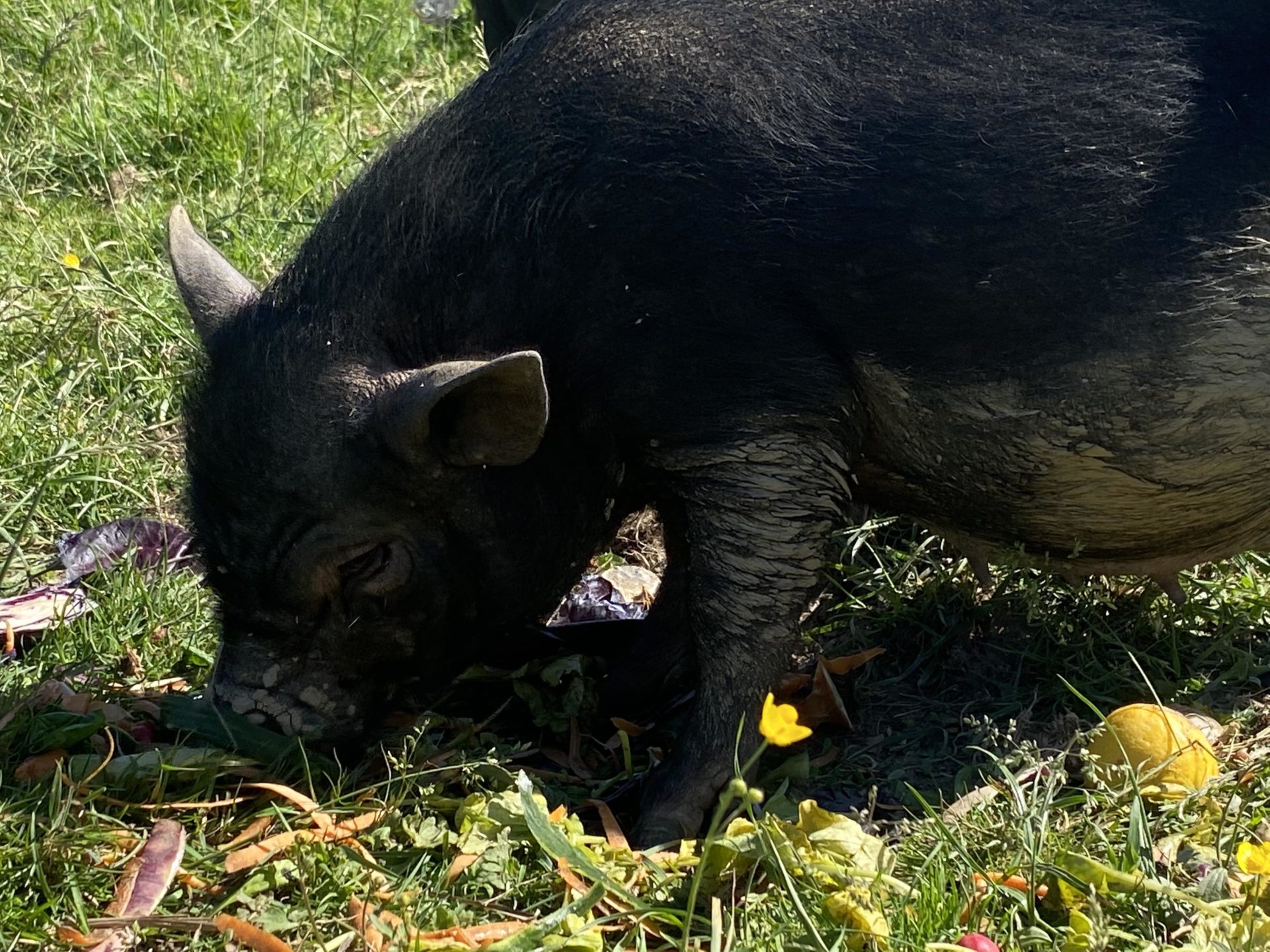 Le Domaine de Capucine ferme pédagogique cochons nains normandie Caen deauville cabourg