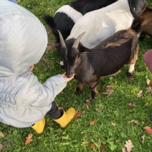 Le Domaine de Capucine visite à la ferme pédagogique normandie Caen deauville Cabourg chèvres