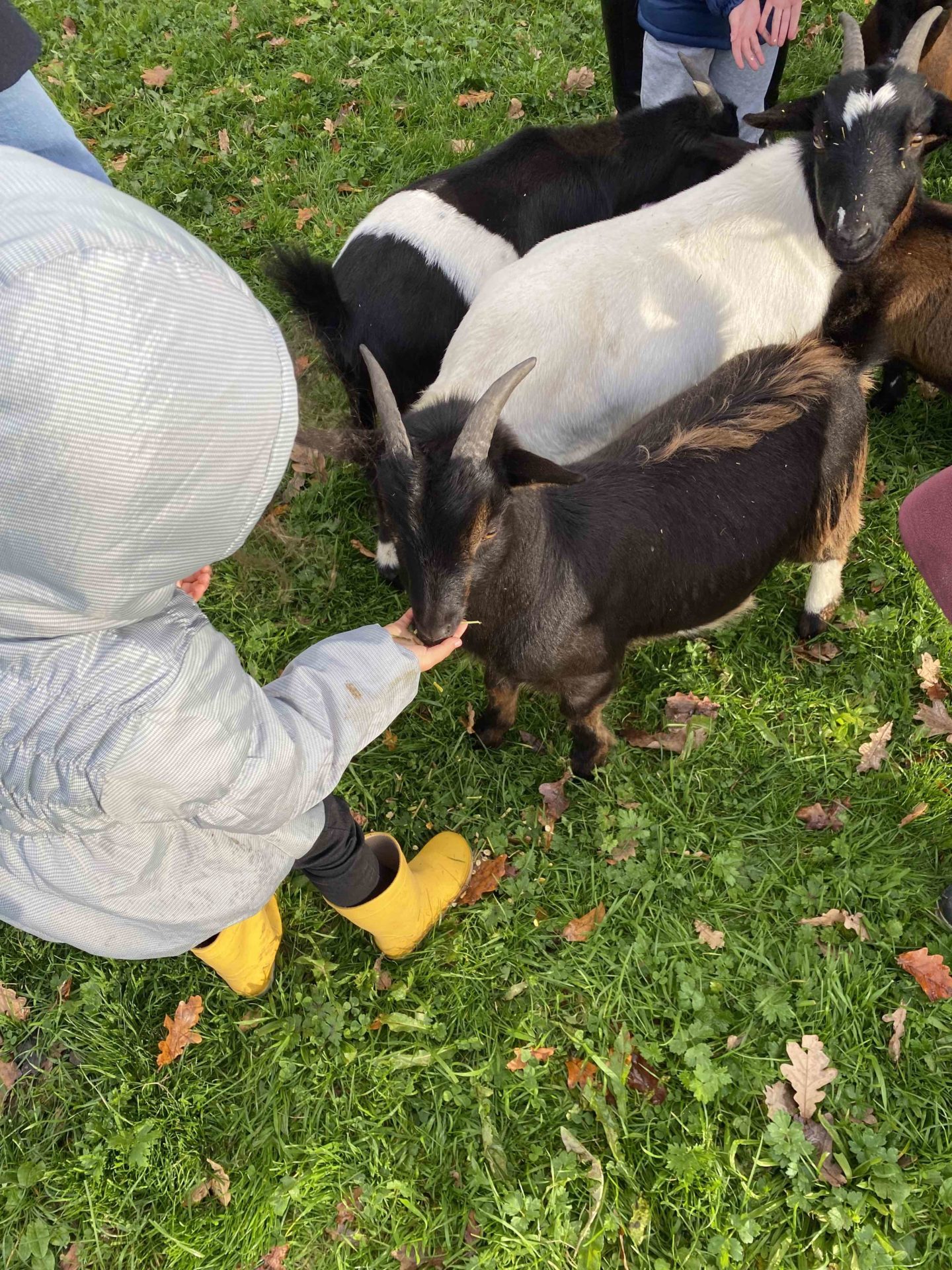 Le Domaine de Capucine visite à la ferme pédagogique normandie Caen deauville Cabourg chèvres