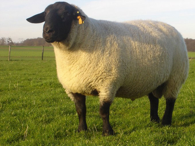 Le Domaine de Capucine moutons ferme pédagogique normandie Caen deauville cabourg mouton