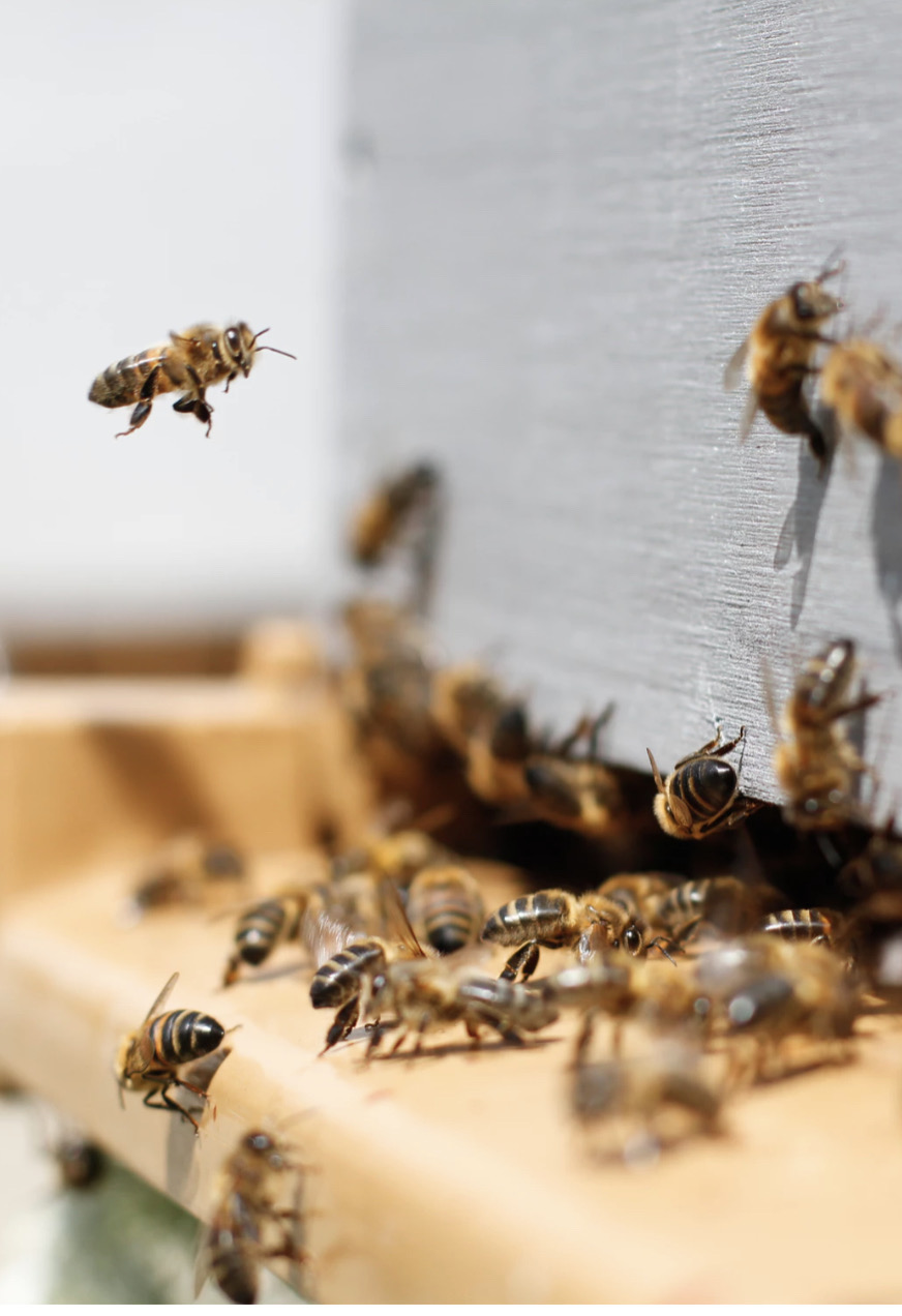 Abeilles ruche ferme pédagogique