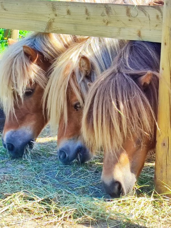 Poneys centre équestre