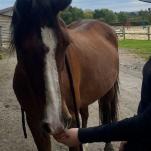 Cheval dans un centre équestre en Normandie