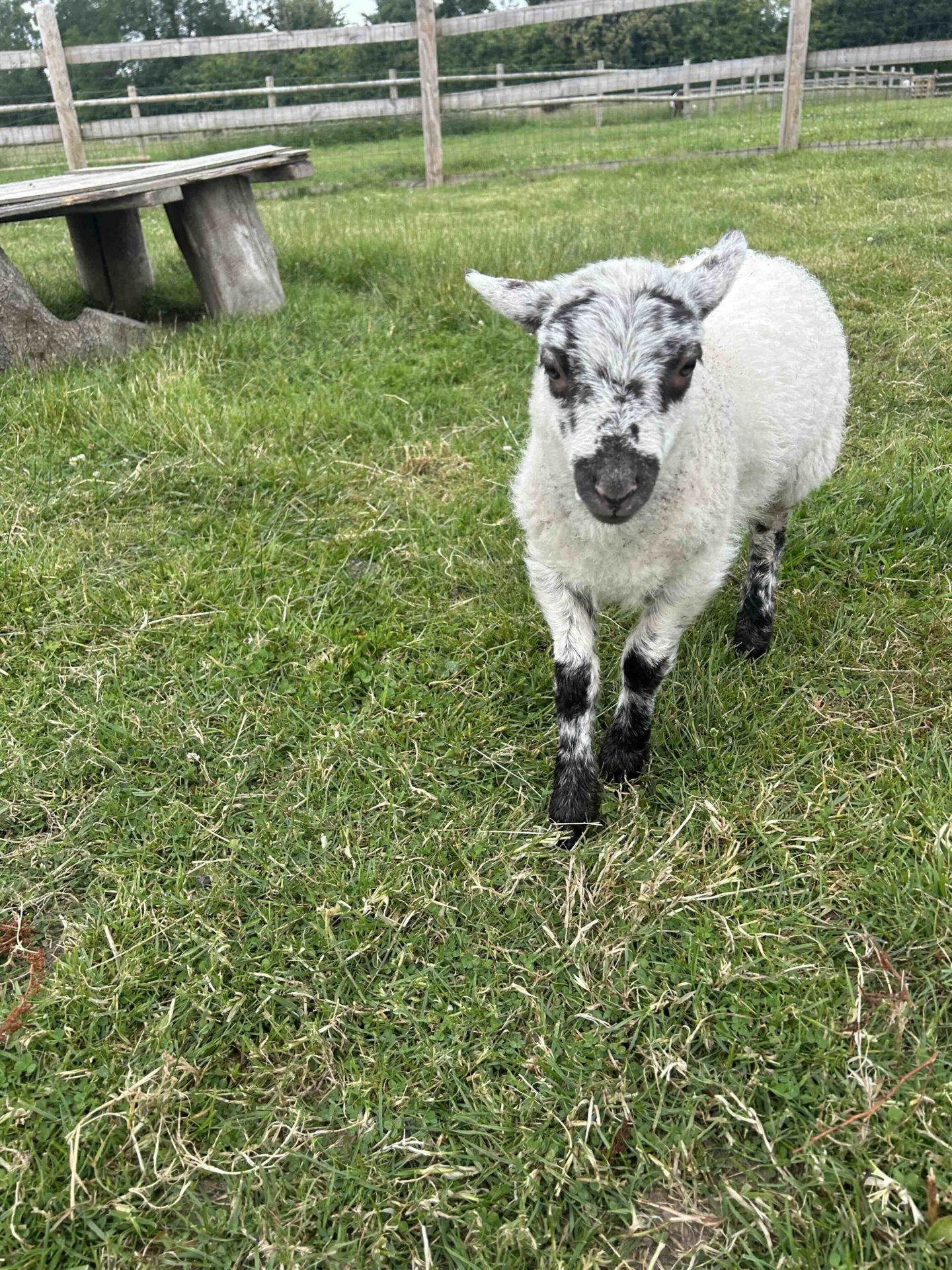 Bébé mouton dans une ferme pédagogique