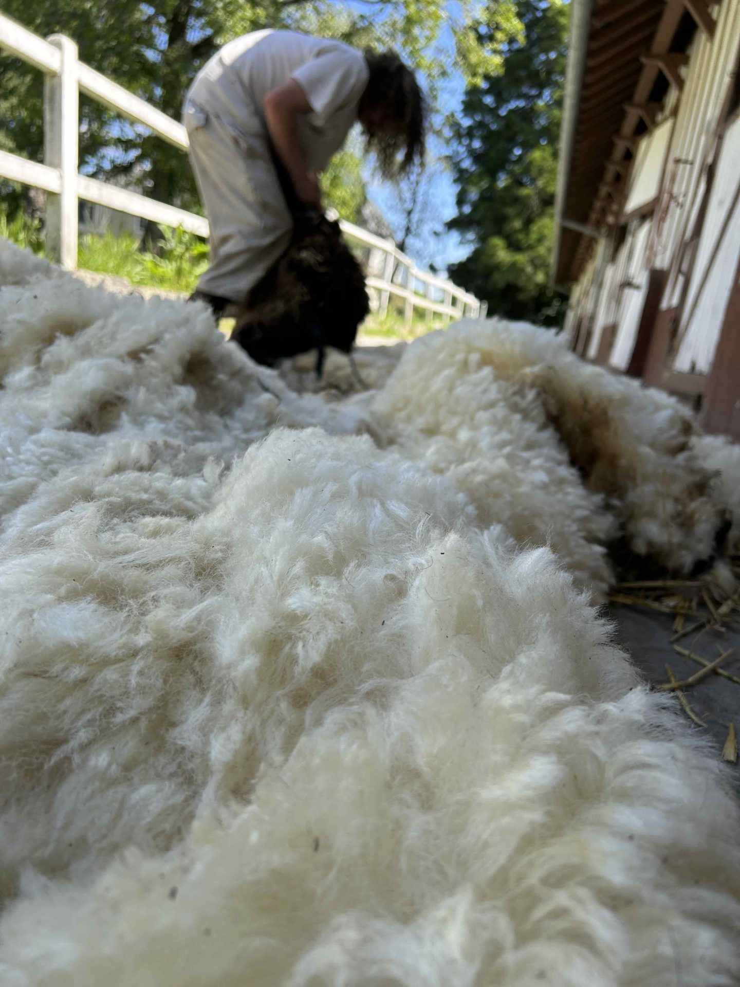 Tonte des moutons ferme pédagogique Calvados