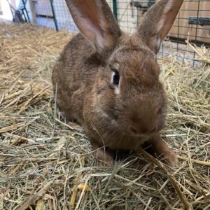 Caramelle lapine à adopter ferme pédagogique
