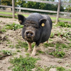 Daisy truie vietnamienne à adopter