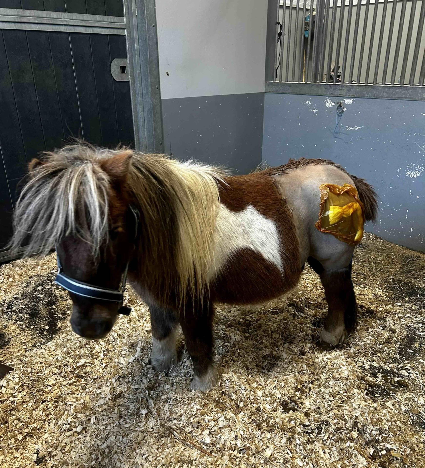 Poney opéré de la hanche