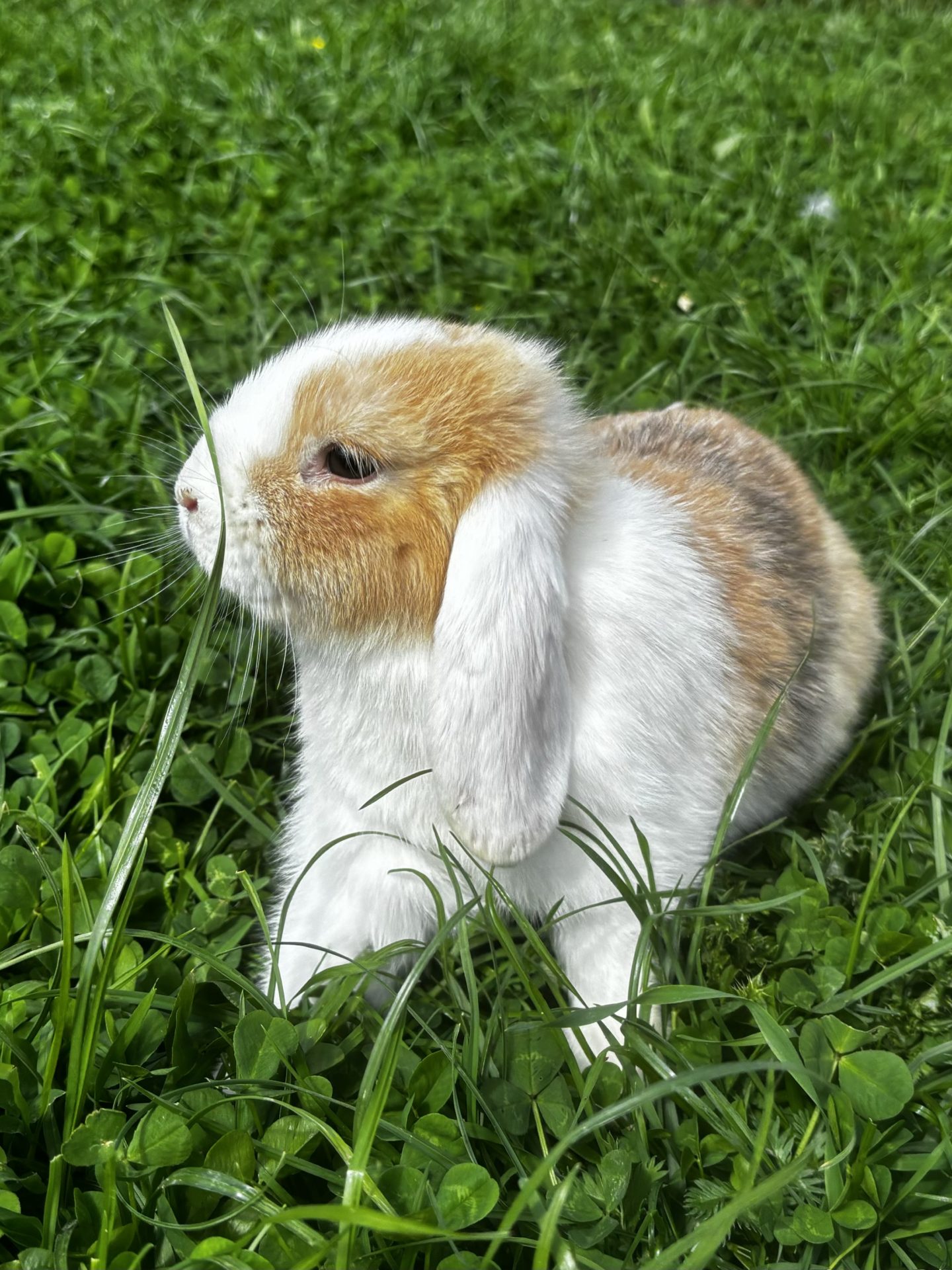 Lapins