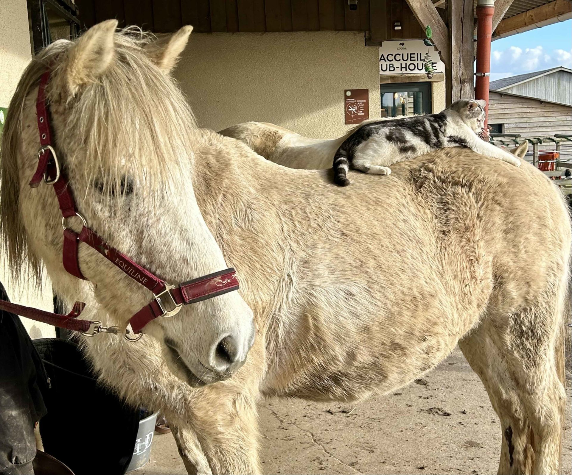 Cheval dans un centre équestre normand