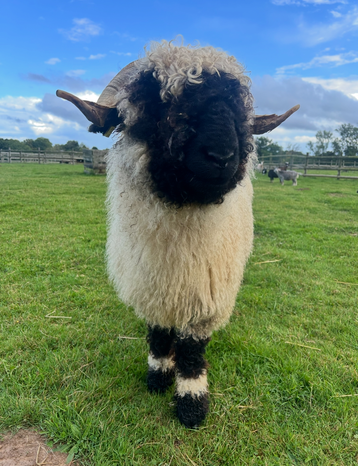 Moutons