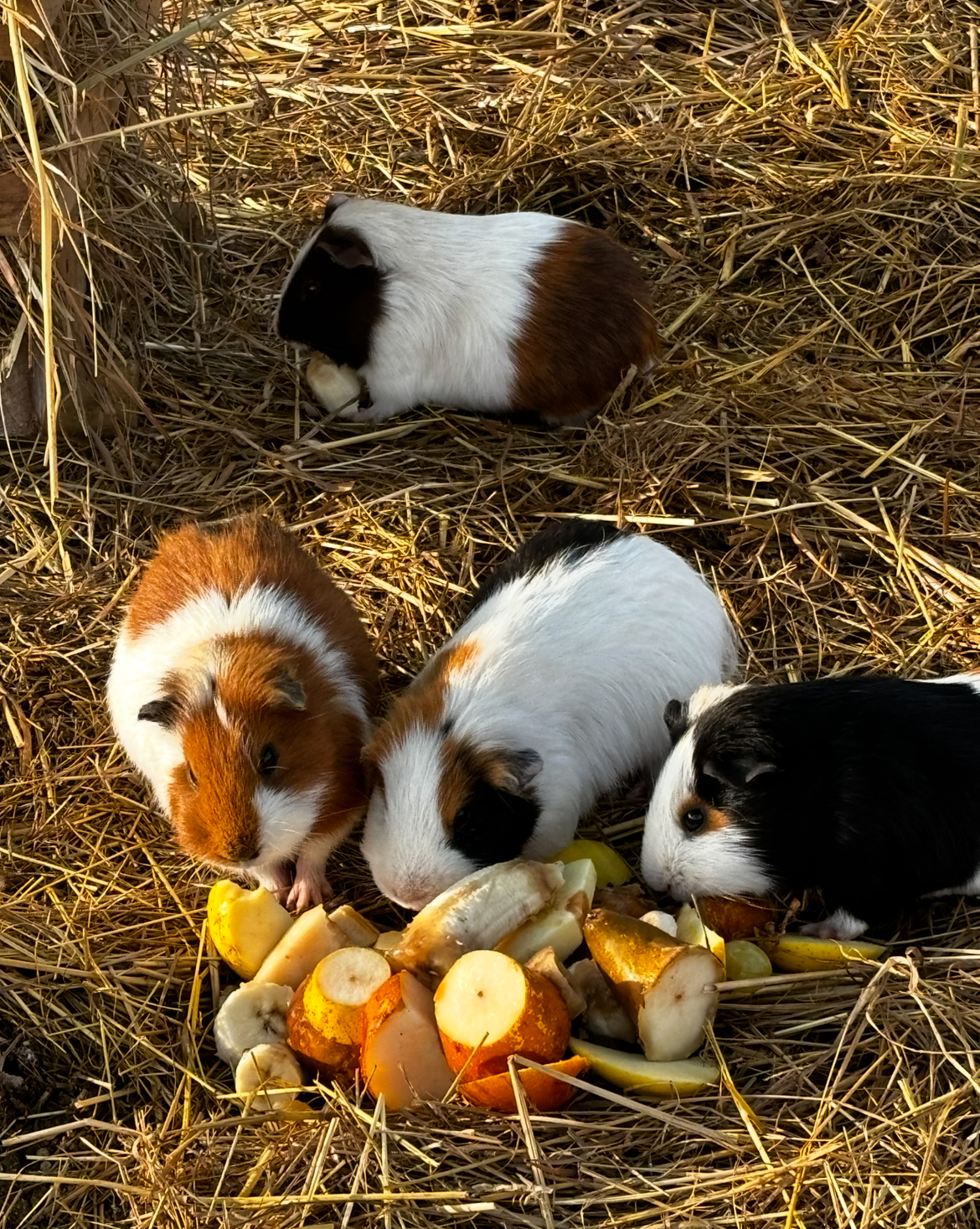 Cochons d'Inde dans une ferme pédagogique