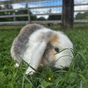 Lapine femelle à l'adoption Lapine femelle à l'adoption
