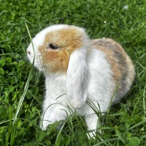 Lapin mâle à l'adoption Lapin mâle à l'adoption